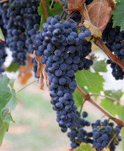 Zinfindel Grapes